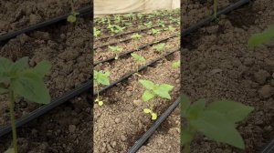 Такого на YouTube не найдете! Супер ранний декоративный подсолнух 🌻 в ТЕПЛИЦЕ!