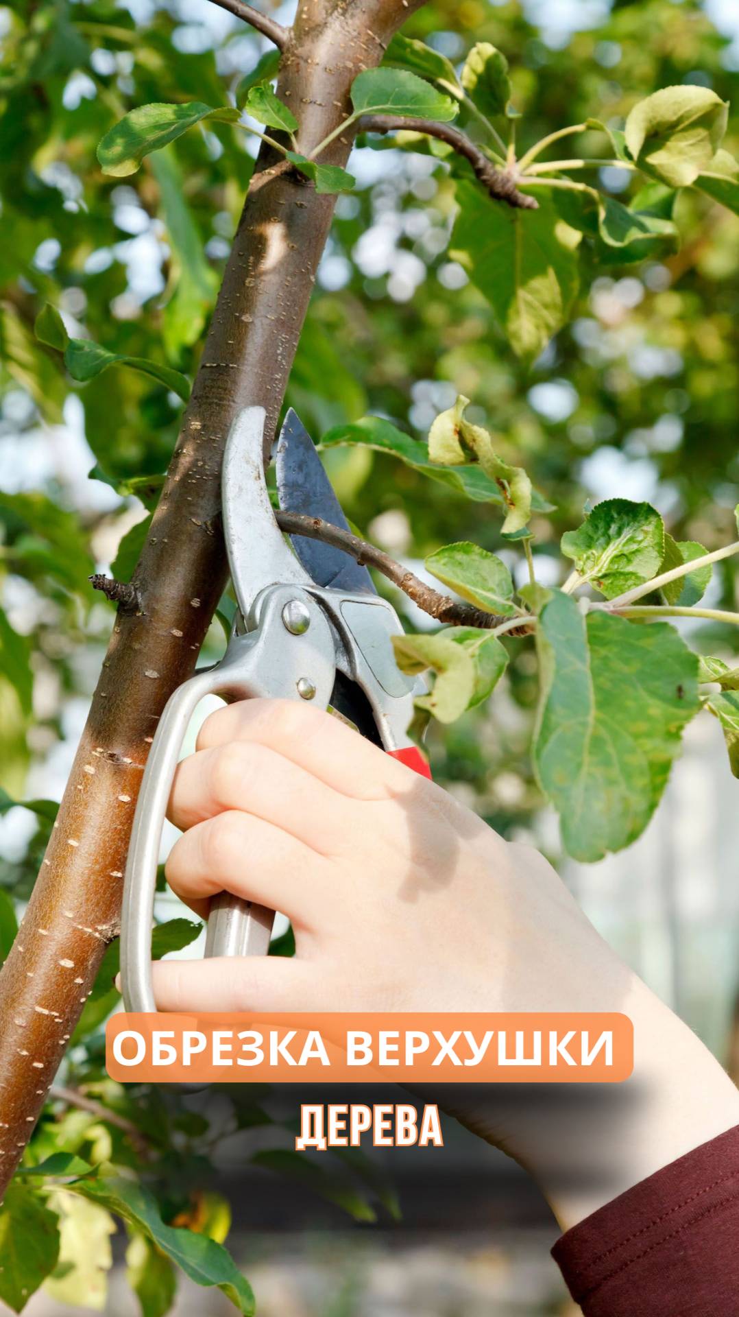 Обрезка верхушки дерева смотреть онлайн