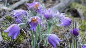 ВНОВЬ, ПРИШЛА ВЕСНА (муз., сл. и исполнение Л.Горцуевой)