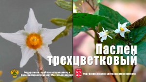 Паслен трехцветковый (Solanum triflorum Nutt.)