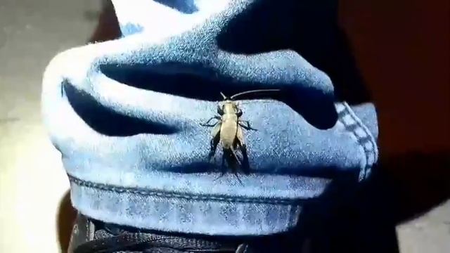 Bube Srbije-Stepski popac (Melanogryllus desertus) смотреть онлайн