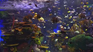 Аквариум, живые обитатели морей, релаксирующая музыка, заставка на ТВ 4K UHD Screensaver часть 2
