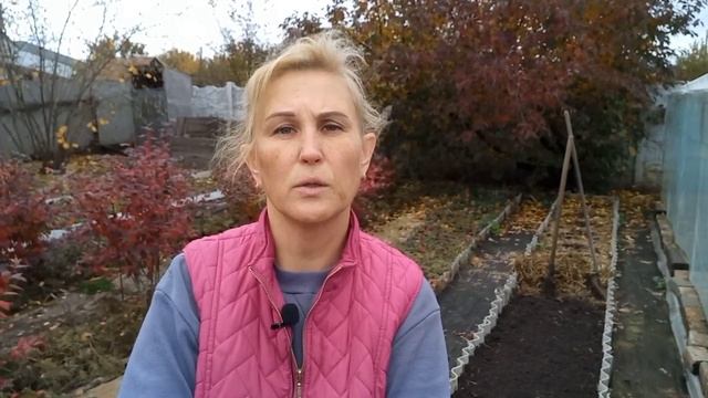 ОЗИМИЙ ЧАСНИК.Як посадити легко і мати гарний результат#посадкаозимогочаснику#чеснок#озимийчасник