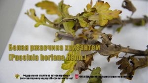 Белая ржавчина хризантем (Puccinia horiana Henn.)