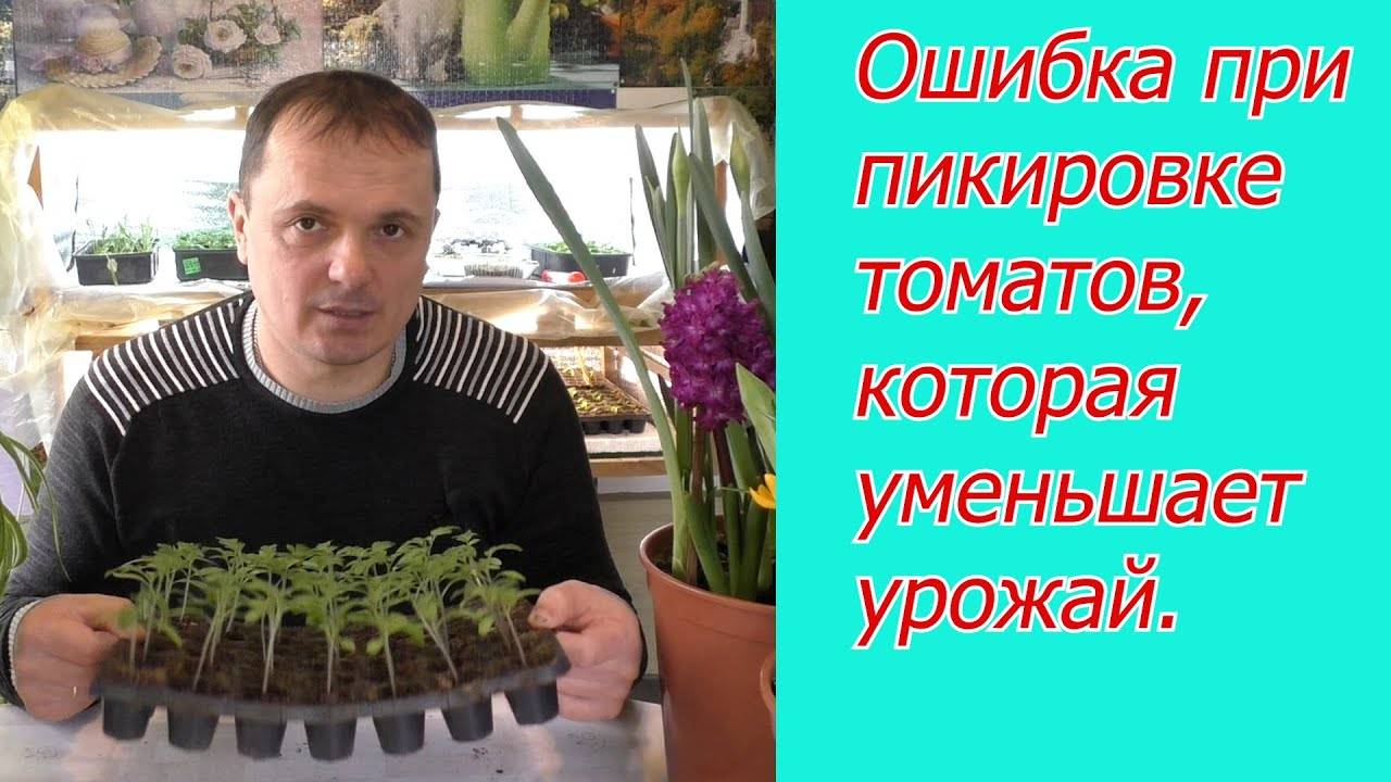 ПИКИРОВКА ТОМАТОВ. Ошибки, которые уменьшат урожай