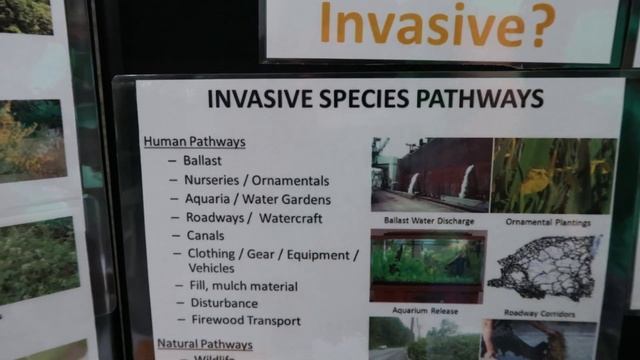 ILLEGAL Aquarium Fish and Plants (INVASIVE TOP 5) смотреть онлайн