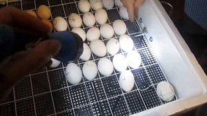 Самодельная лейка для инкубатора.Долив воды в инкубатор.