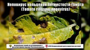Неповирус кольцевой пятнистости томата (Тomato ringspot nepovirus)