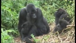 Gorillas mating footage Rwanda   World Primate Safaris