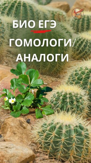 ГОМОЛОГИЧНЫЕ/АНАЛОГИЧНЫЕ ОРГАНЫ | ЕГЭ БИО