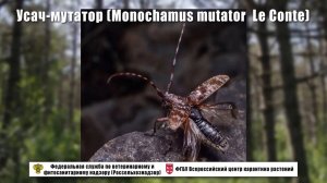 Усач-мутатор (Monochamus mutator  Le Conte)