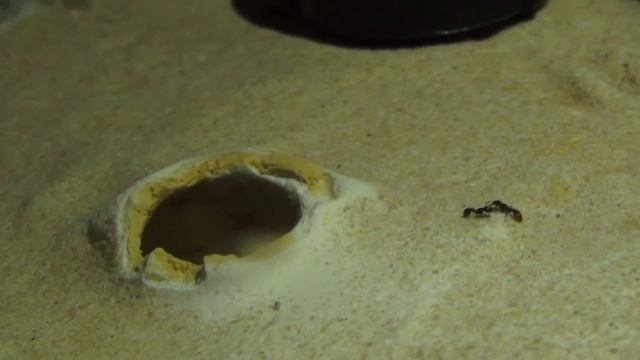 Tetramorium caespitum смотреть онлайн