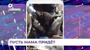 Осиротевшие медвежата поступили в реабилитационный центр «Тигр» в селе Алексеевка