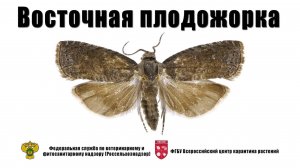 Восточная плодожорка (Grapholitha molesta Busck.)