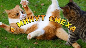 6 МИНУТ СМЕХА/СМЕШНЫЕ ЖИВОТНЫЕ 2025/СМЕШНЫЕ КОТЫ СОБАКИ/ЛУЧШИЕ ПРИКОЛЫ С КОТАМИ #3