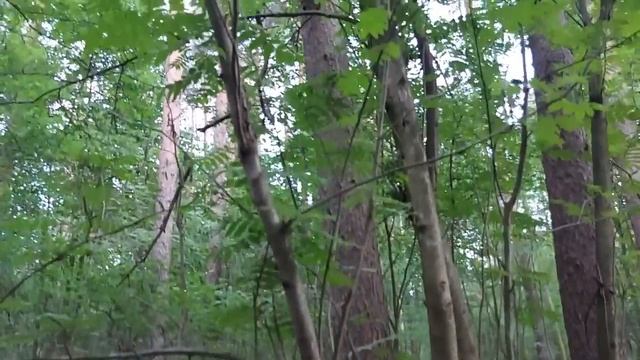 ЛЕСНАЯ СИЛА   ДЛЯ ВСЕХ ВЕДЬМИНА ИЗБА ИНГА ХОСРОЕВА