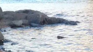 Гидроцикл с лодочным мотором ямаха 15