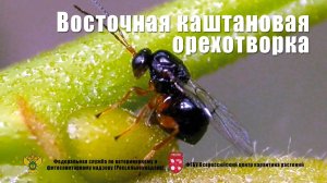 Восточная каштановая орехотворка (Dryocosmus kuriphilus Yas.)