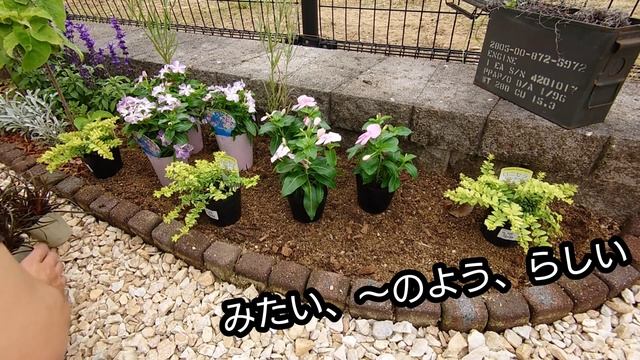 【ガーデニングvlog】6月 花壇作り┃暑さに強い！夏の植物!４品種♪┃ウンシニア、ロニセラ、日々草、サルビア смотреть онлайн