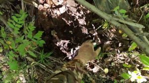 НАХОДКИ С MINELAB X-TERRA 705 (ТЕРКОЙ) ПО ГЛУХИМ ЗАРОСЛЯМ.