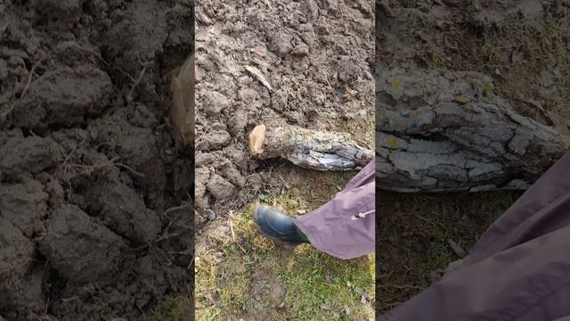 Март 2025 Пила, ура, как стало легко