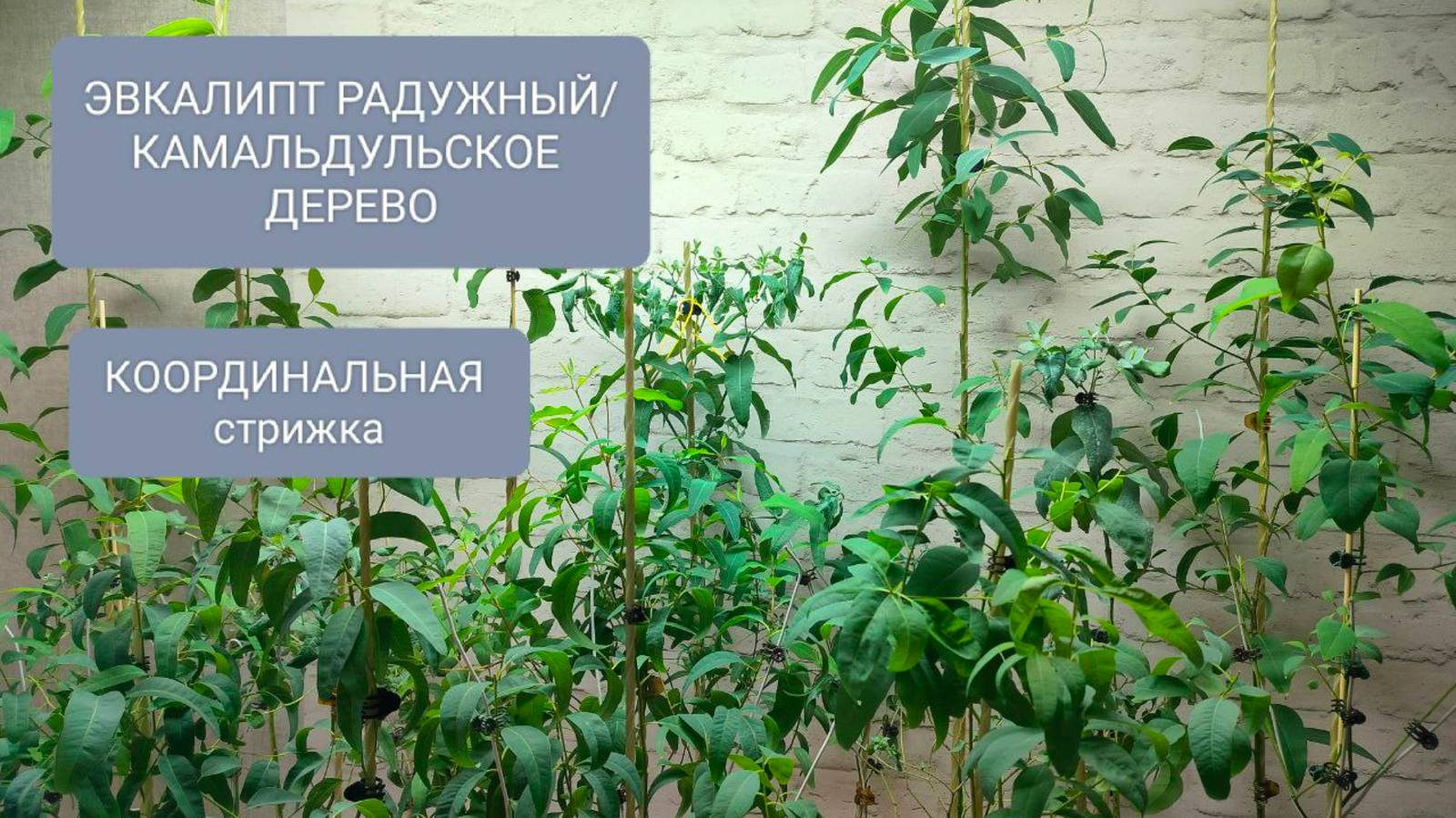 🟢КООРДИНАЛЬНАЯ стрижка ЭВКАЛИПТА РАДУЖНОГО.