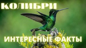 Колибри: Самая Маленькая Птица в Мире