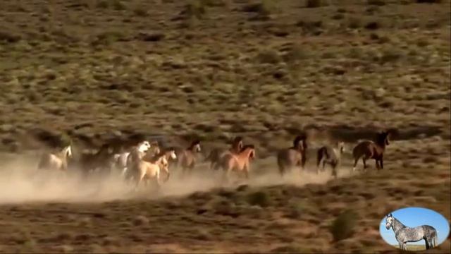 Красивые и грациозные смотреть онлайн