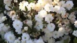 Rosa banksiae 'Lutea','White Banksiae' - Yellow & White Lady Banks Rose