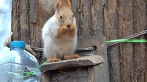 Белка и кормушка. Зарисовка