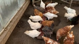 Китайский Инкубатор РЯБА 36🐣🥚🐣закладываю яйца в инкубатор и под квочку🥚мастерю гнездо для КВОЧКИ