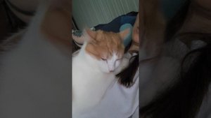 Нежности по кошачьи .
