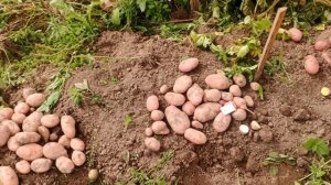 Шарвари Пирошка ,ЛУЧШАЯ КАРТОШКА)))))ТРУМ- ПУМ-ПУМ)))))