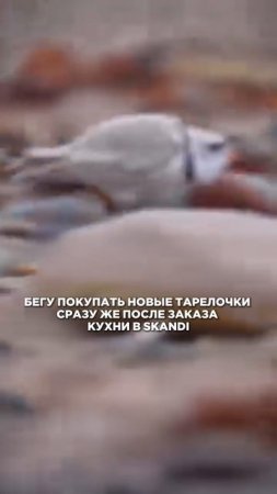 Бегу покупать тарелочки сразу после заказа кухни