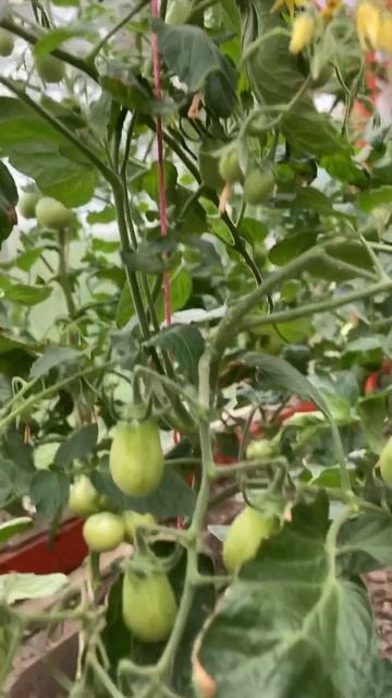 Томат Жёлтый финик. #сезон2023 #томаты #жёлтыйфиник смотреть онлайн