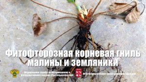 Фитофторозная корневая гниль малины и земляники (Phytophthora fragariae Hickman)