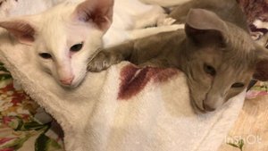 Филимон & Гриша