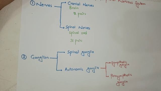 Classification of Peripheral Nervous System ( PNS ) | Neuroanatomy lecture