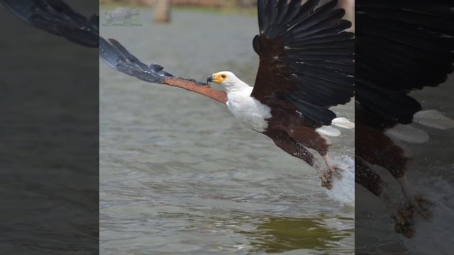 Birds In Flight смотреть онлайн