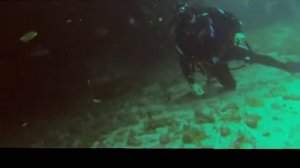 Open Water Shark Diving in South Africa