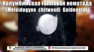 Колумбийская галловая нематода (Meloidogyne  chitwoodi  Goldenetal.)