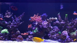 Морской аквариум 1 тонна