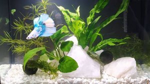 Мини аквариум "Айсберг"