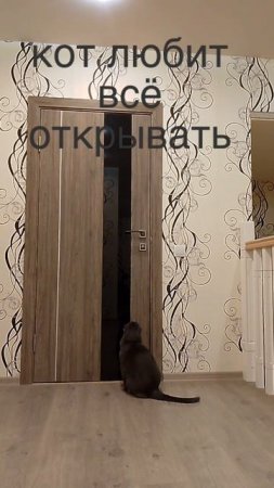кот любит открывать дверь
