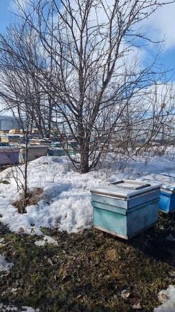 обстановка на пасеке