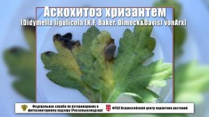 Аскохитоз хризантем (Didymella ligulicola (K.F. Baker, Dimock&Davis) vonArx)