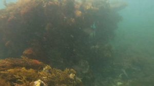 Hookah Diving/Far West Coast/ South Australia