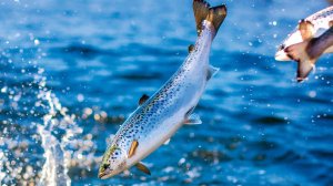 РР4: Рыбалка матчем на реке Яма. Русская Рыбалка 4 (72 серия)