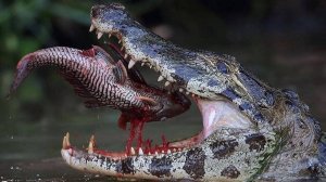 Виды крокодилов  на планете