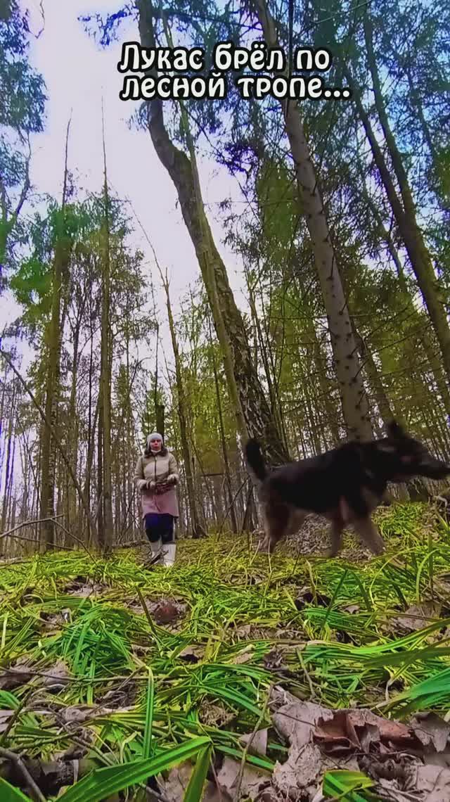 Куда пойдëм? К Дереву Медитации? Или к Луже Мрака? 😂✨ ❥ Приют в Малинках